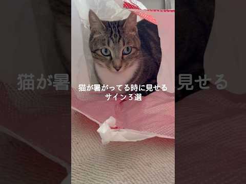 猫の動画サムネイル - 猫が暑がってる時に見せる行動3選 #猫 #ねこ #猫のいる暮らし #ねこのいる生活 #保護猫 #猫動画 #猫好きさんと繋がりたい #猫のいる生活 #猫好き #猫との暮らし VOICEVOX:ずんだもん