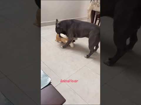 the animals love video #new #shorts #animals #fight # dogs # love