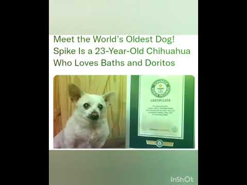 Meet the World's Oldest Dog! Spike Is a 23-Year-Old Chihuahua Who Loves Baths and Doritos