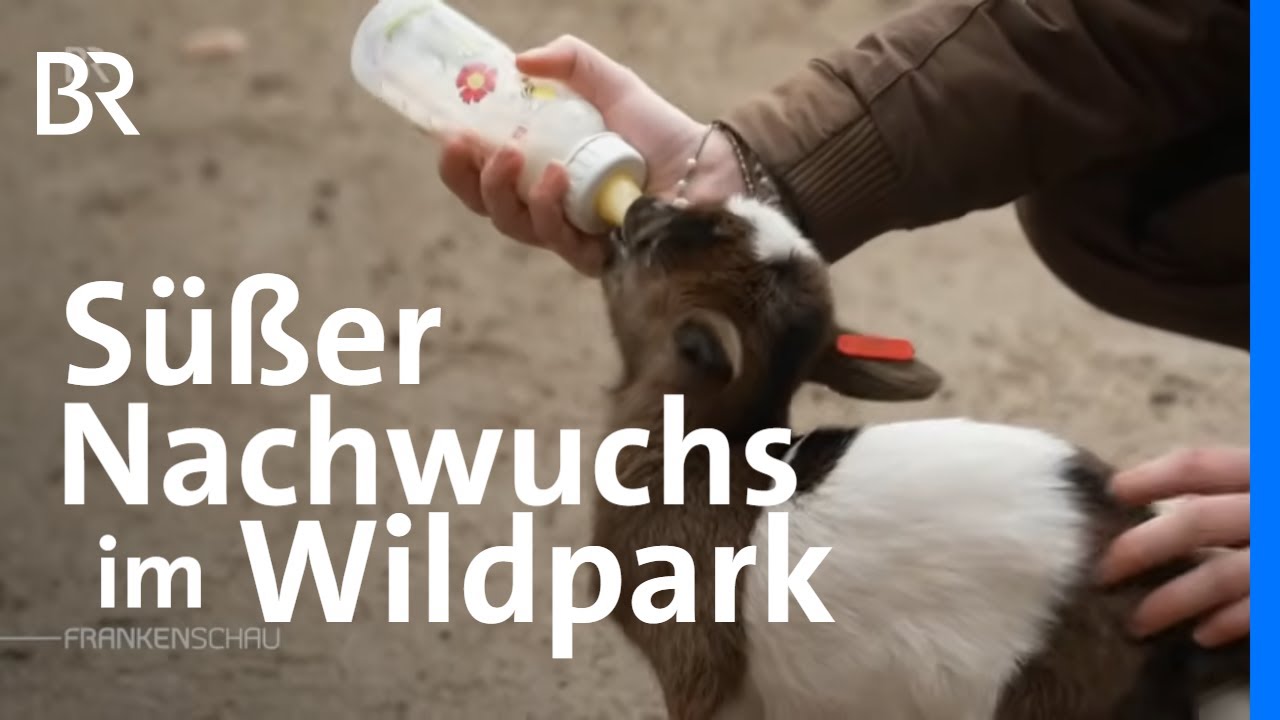 Süßer Nachwuchs: Frühling im Wildpark | Frankenschau | BR