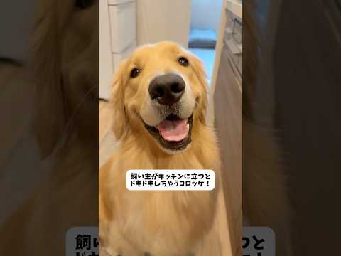 ゴールデンレトリバーのかわいい表情と魅力解説 サムネイル