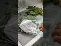 how to store green leaves for long time