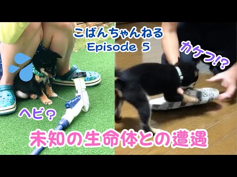 Ep.5 Encounter with an unknown life form