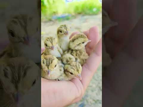 teetar baby 🥰#viral #foryou