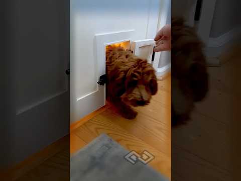 🐕😍Doogie door custom built for my daughters play room 😺#puppylife #doggieshorts #cutepuppy #cutedogs