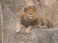 BHS Middle school science class ANIMAL ADAPTATIONS VIDEO--BIG CATS