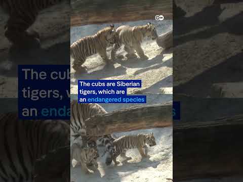 Four Siberian tiger cubs step outside for the first time at Münster’s Allwetterzoo | DW News