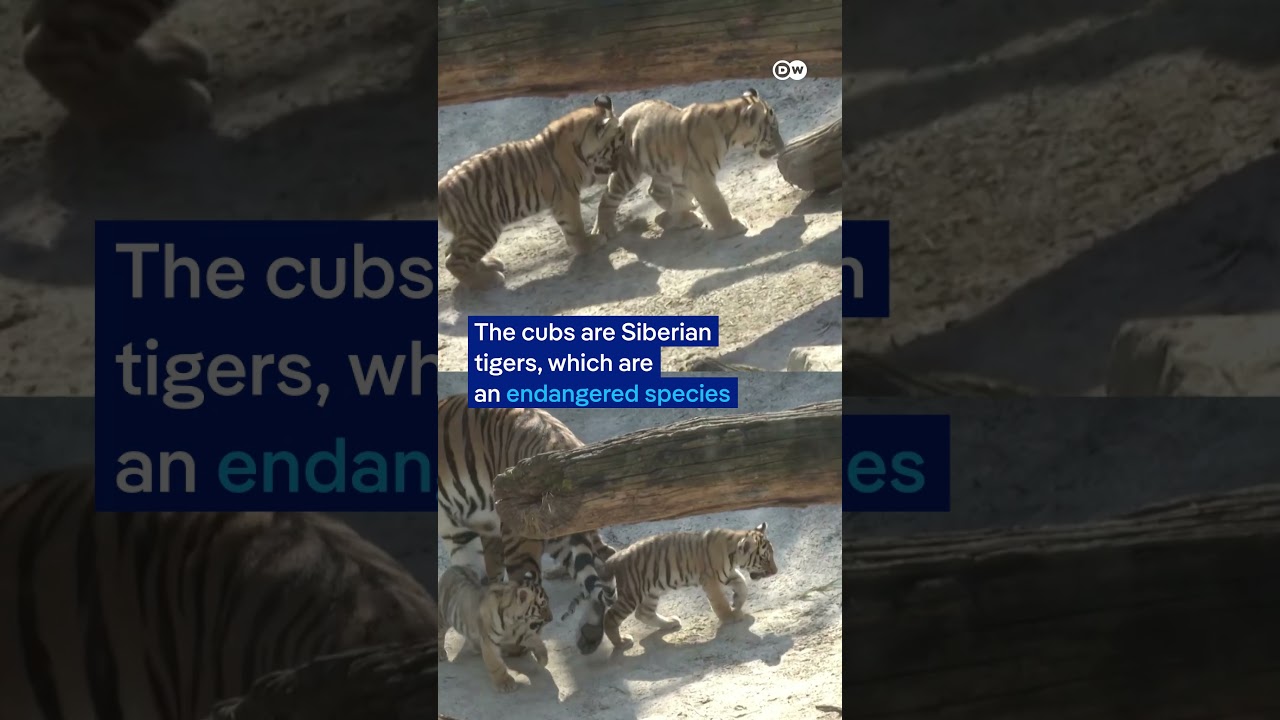 Four Siberian tiger cubs step outside for the first time at Münster’s Allwetterzoo | DW News