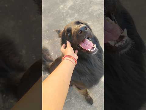 tu h mera sansar😍❤️#shorts #ytshorts #germanshepherd #shortvideo #dog #pets #trending #love