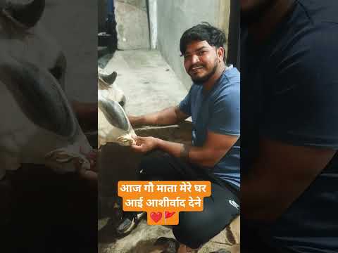 आज गौ माता मेरे घर आई आशीर्वाद देने❤️🚩#गौमाता #gaumata #indiancow #गौसेवा #17गोतकि18मुतभोलारामनिमली