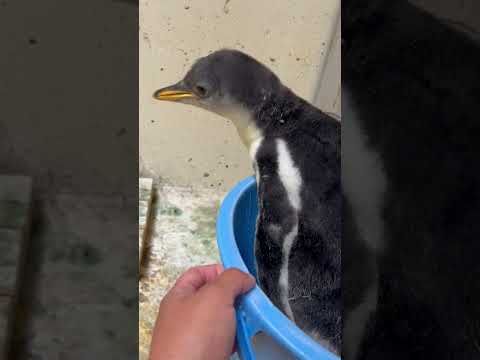 猫の動画サムネイル - 6/2ふ化🐣ジェンツーペンギン生後31日目