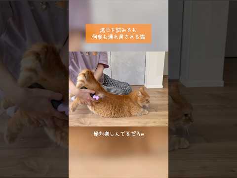 逃亡を試みるも何度も連れ戻される猫