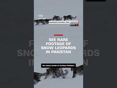 See rare footage of snow leopards in Pakistan