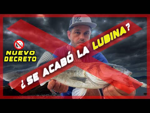 🚨 NUEVO DECRETO: ADIÓS a la PESCA DEPORTIVA de la LUBINA en aguas exteriores