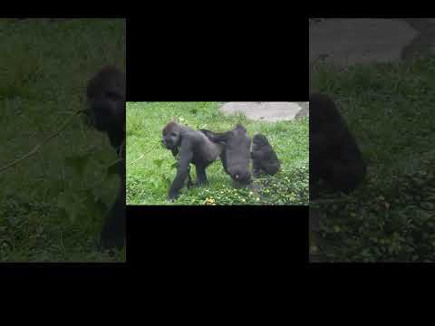 #gorilla Tayari 13y3m old & son Jabali 3y7m old & nephew Ringo 3y old. #shorts 呷百二拉T倒退滑腳。T扶J サムネイル