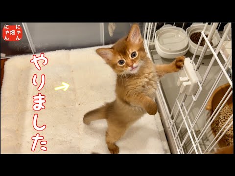 大脱走❣️いたずら好きな子猫達