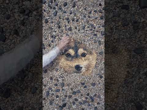 Open for pets and pebbles. #OnePlusOpen #OpenforEverything