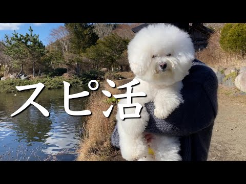 【開運】愛犬と2025年の運気を上げに行く