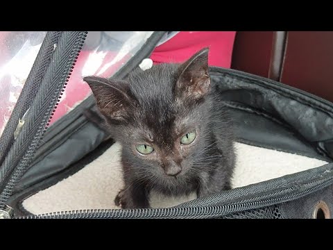 Rescued Kitten second deworming and found out she has fever