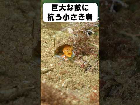 巨大な敵に立ち向かう雑魚