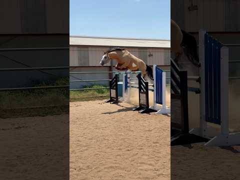 guys.. WHAT #horse #horseriding #equestrianriding #horsebackriding #equestrian