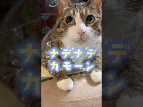 猫の動画サムネイル - ナデナデカモーンが可愛すぎる#cats #shorts #球太