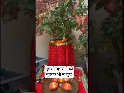 तुलसी जी को भूलकर भी ना छुएं !!  tulsi puja ke niyam !! #tulsi #kartikmaas #kartiksnan2025 #shorts