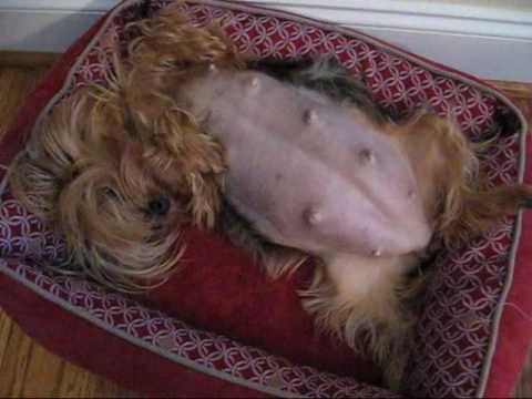 Pictures Of Pregnant Yorkies 83
