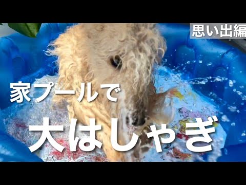 初めてのお家プールで愛犬が夢中に大はしゃぎw (思い出編)
