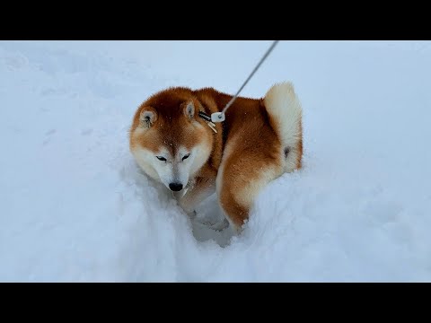 威勢よく散歩に出かけるも、大雪で変わり果てた道を見て絶望し、すごすごと逃げ帰る柴犬