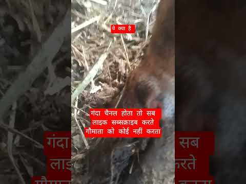 ये क्या है #13million #cow #farming #100millon #gaumata #bull