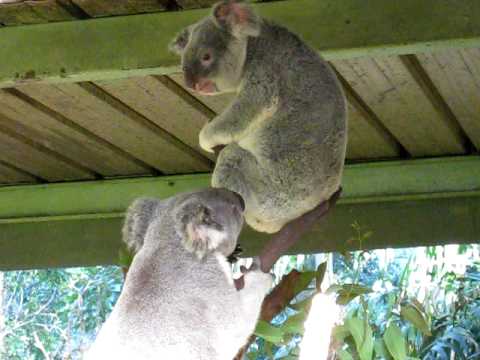 Како се караат коалите?