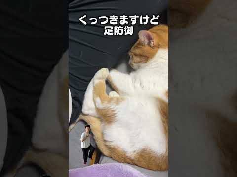 Spotifyなどで楽しむ猫のかわいい「足防御」あるあるソング サムネイル