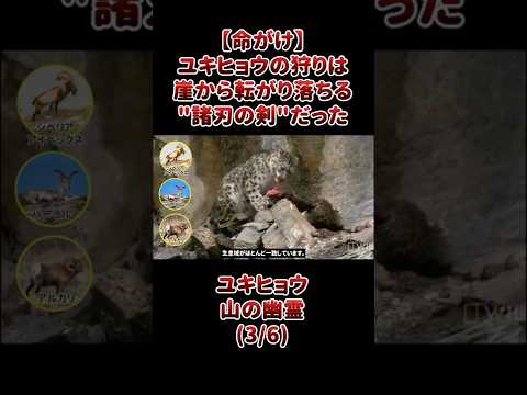 【命がけ】ユキヒョウの狩りは、崖から転がり落ちる"諸刃の剣"だった