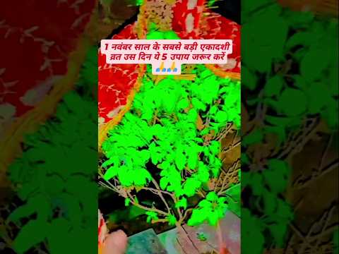 !! 1 नवंबर साल के सबसे बड़ी एकादशी व्रत उस दिन ये 5 उपाय जरूर करें🙏!! #shortvideo #viralshorts