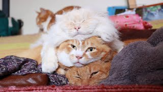 動画サムネイル