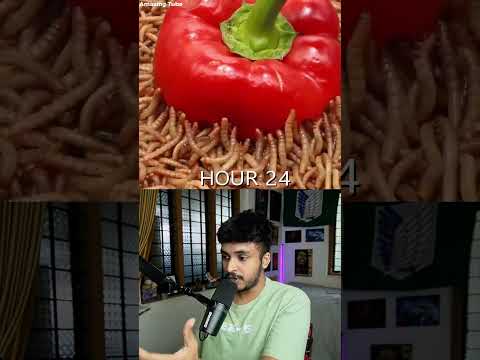 10,000 Worms vs. 1 Bell Pepper 😱