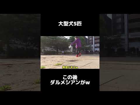 【大型犬5匹】クセが強いダルメシアンがw #shrots