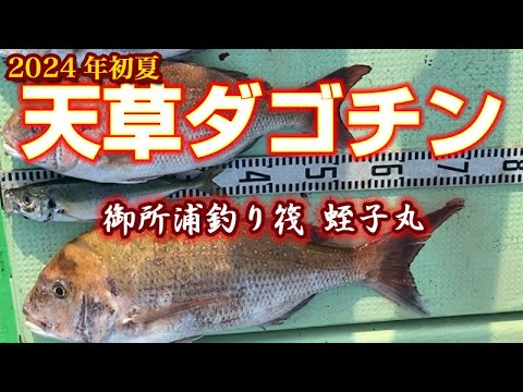 2024年初夏【天草のダゴチン】天草御所浦で初夏のかかり釣り！今年は遅れ気味？ | 