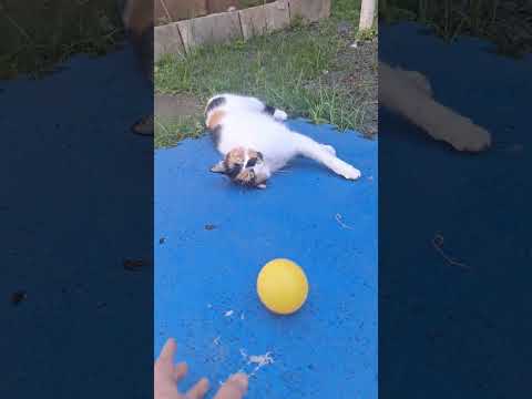 Inscreva-se e deixe o gato feliz