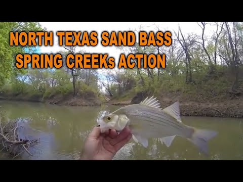 Spring Sand Bass Fly Fishing 2013