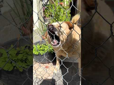 Bejubaan jaan😔🐕🦺🐴 #exploitation and abuse with animals😭😢 #voiceforvoiceless #shorts #ytshorts