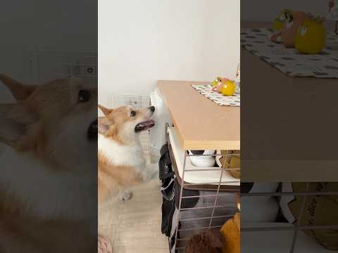 二兎追うもの一兎も得れなかったコーギー犬おこげ