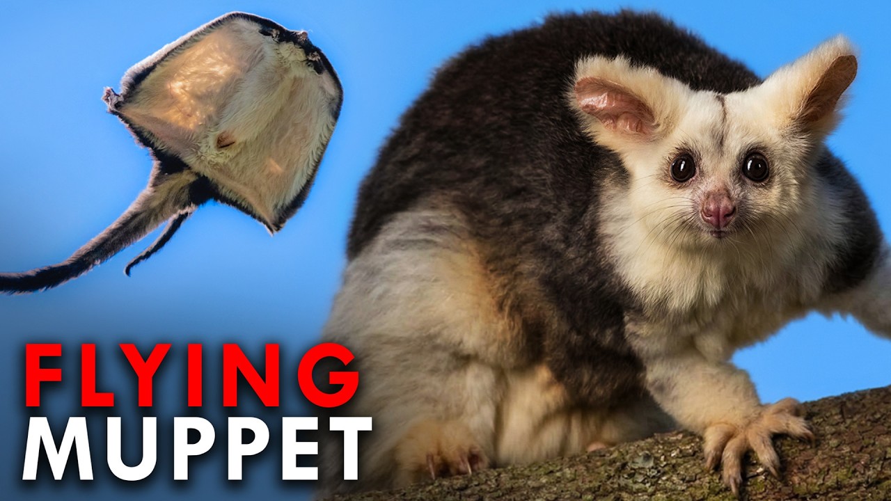 The Flying Koalas You Never Knew Existed