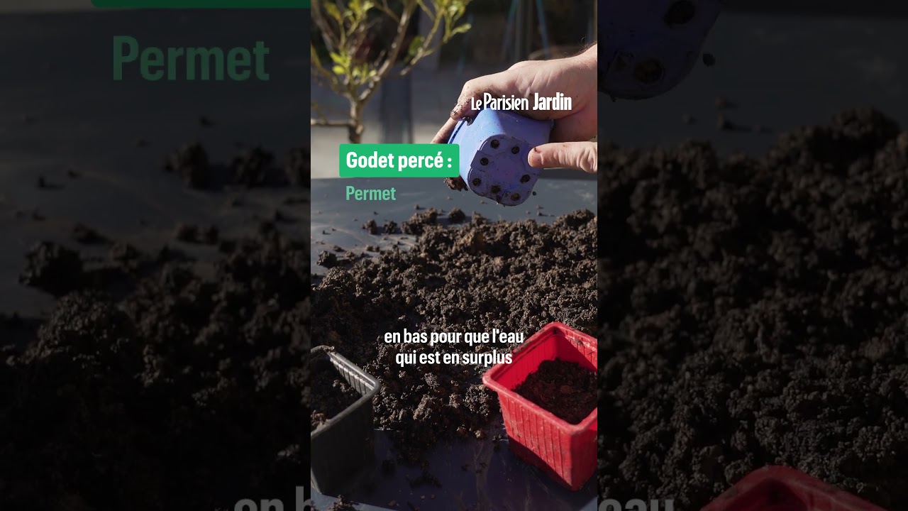 Cette année, réussissez vos semis de tomates : les techniques infaillibles à essayer au potager