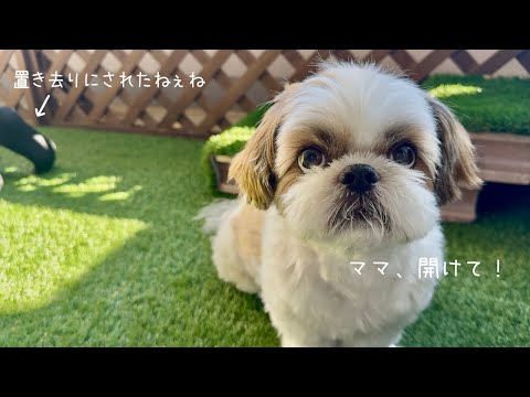 【シーズー】気まずくなったら白目で乗り切ろうとすなw w w【Vlog】