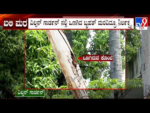 Danger Tree Threatens Lives Near School In Wilson Garden  | TV9 Ground Report