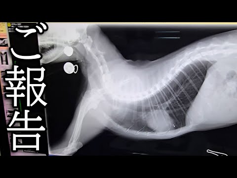 【ご報告】病院で診察を受けたら腎臓が...