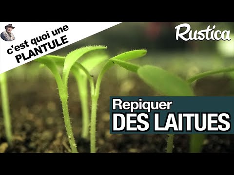 Repiquer les plantules de laitues