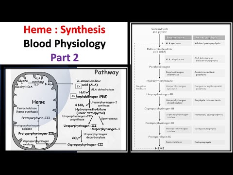 Heme Synthesis :PART 2 Blood Physiology #Physiology #Synthesis of haemoglobin